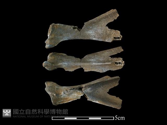 獐骨藏品圖，第1張