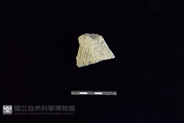 陶片藏品圖，第1張