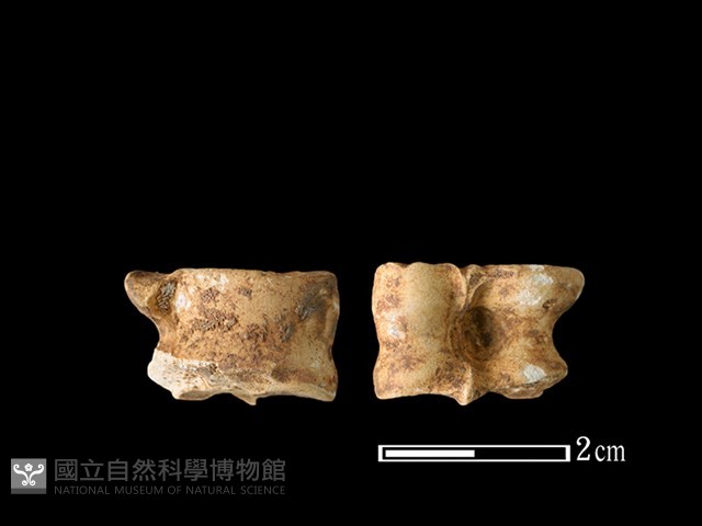 獐骨藏品圖，第1張