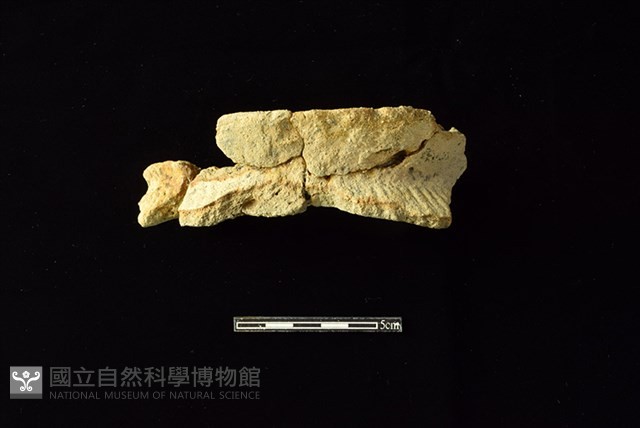 陶罐藏品圖，第1張