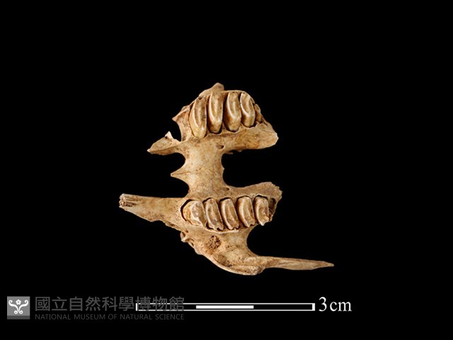 野兔骨藏品圖，第1張