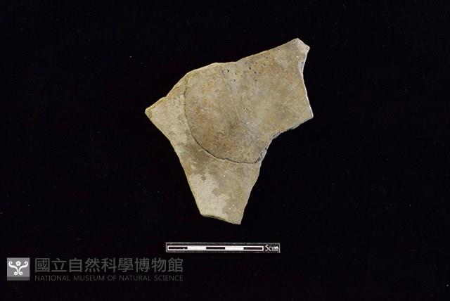 陶片藏品圖，第1張