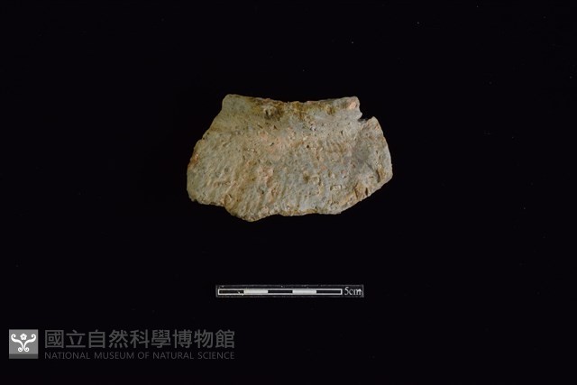 陶片藏品圖，第1張