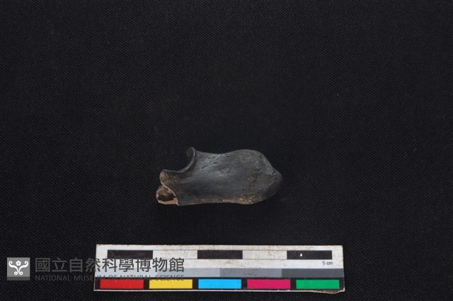 山羌骨藏品圖，第1張