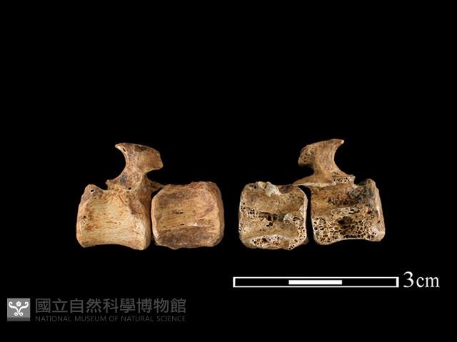 狗獾骨藏品圖，第1張