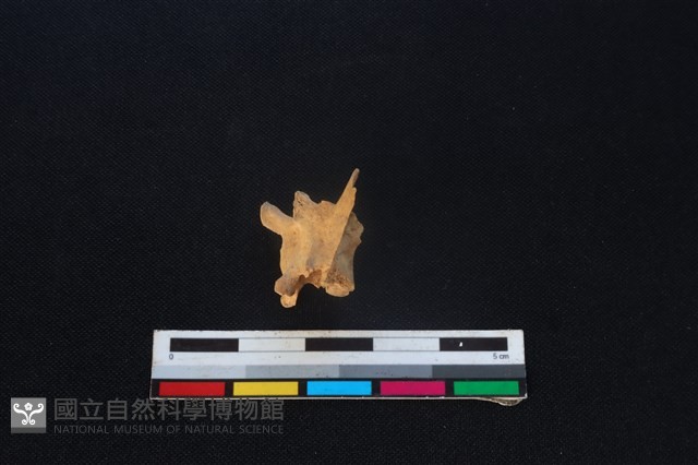 野兔骨藏品圖，第1張