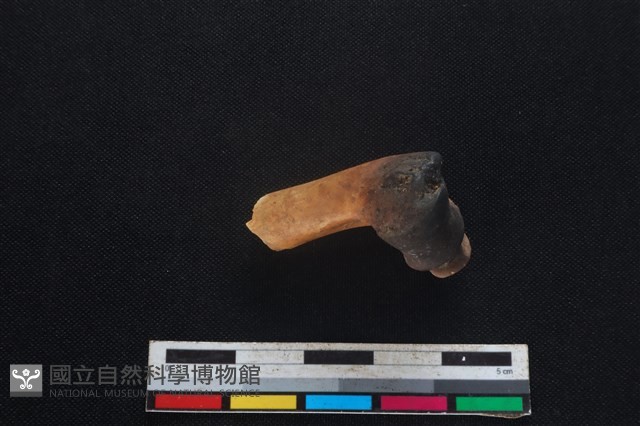 山羌骨藏品圖，第1張