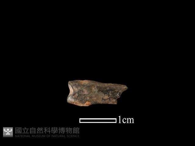 獐骨藏品圖，第1張