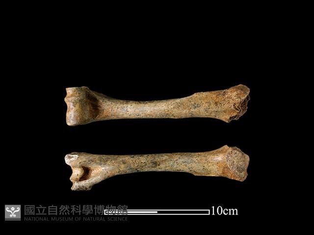 梅花鹿骨藏品圖，第2張