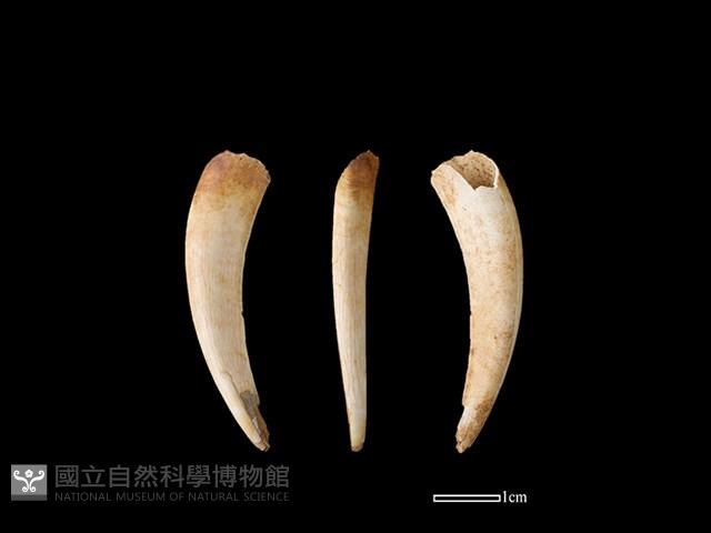 獐骨藏品圖，第1張