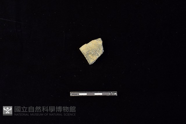 陶片藏品圖，第1張