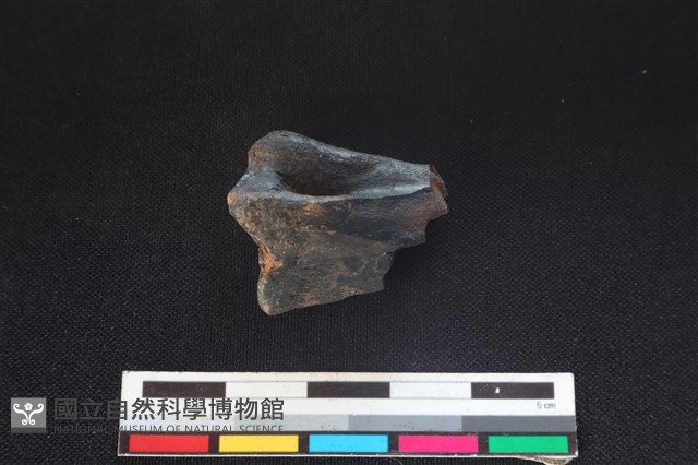 梅花鹿骨藏品圖，第1張