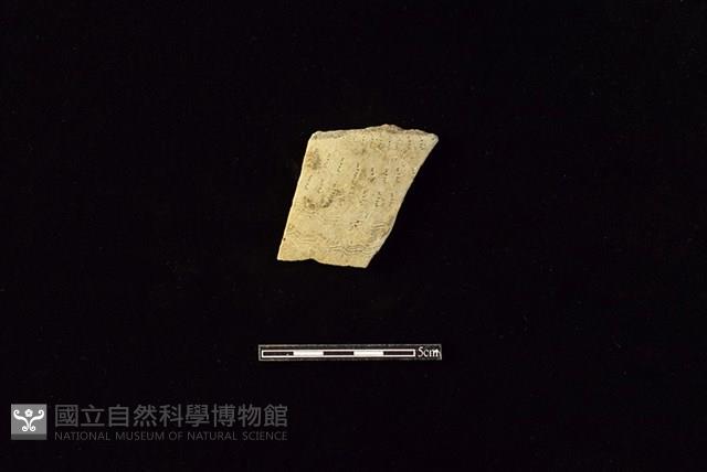 陶片藏品圖，第1張