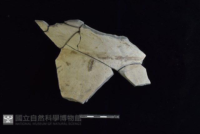 陶罐藏品圖，第1張