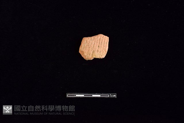 陶片藏品圖，第1張