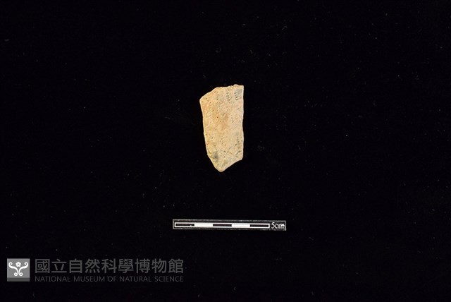 陶片藏品圖，第1張