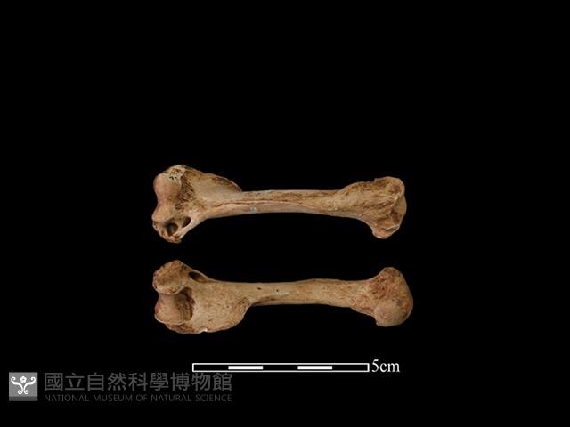 水獺骨藏品圖，第1張