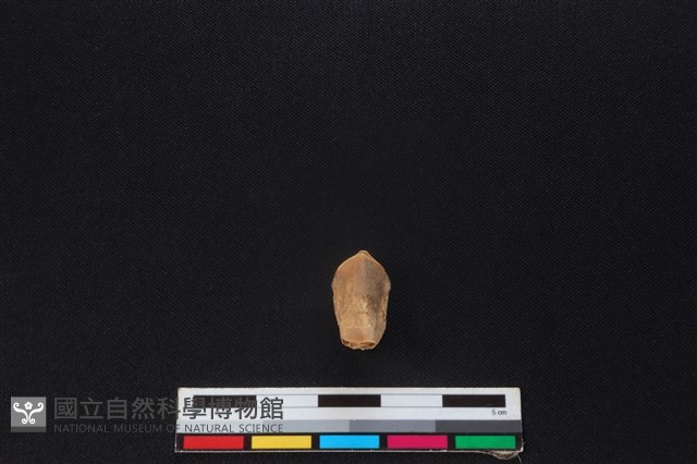 梅花鹿骨藏品圖，第1張