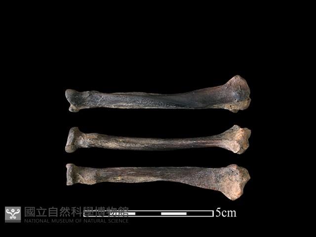 狗獾骨藏品圖，第1張