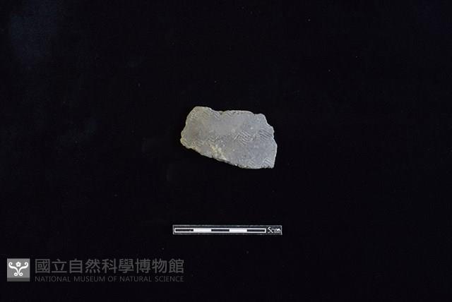 陶片藏品圖，第1張