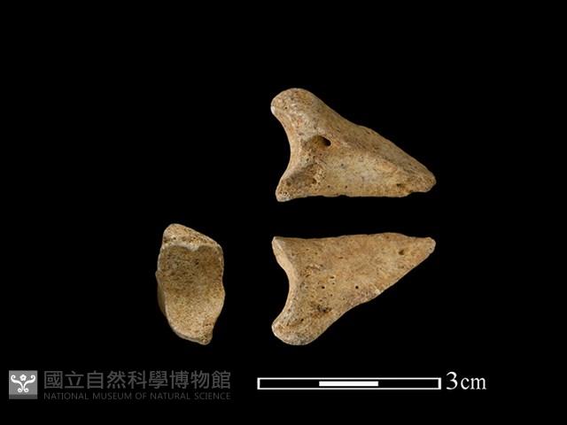 梅花鹿骨藏品圖，第1張