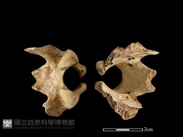 豬骨藏品圖，第1張