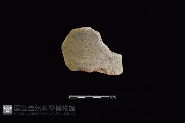 陶片藏品圖，第1張