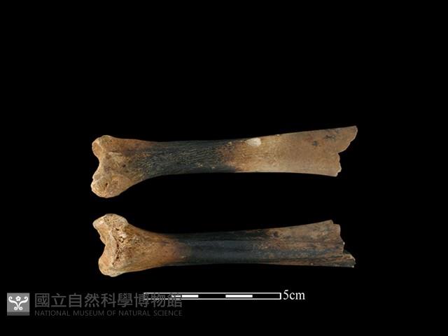 豬骨藏品圖，第1張