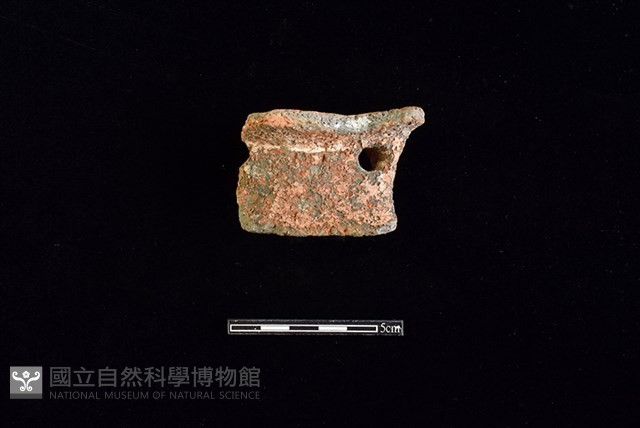 陶片藏品圖，第1張