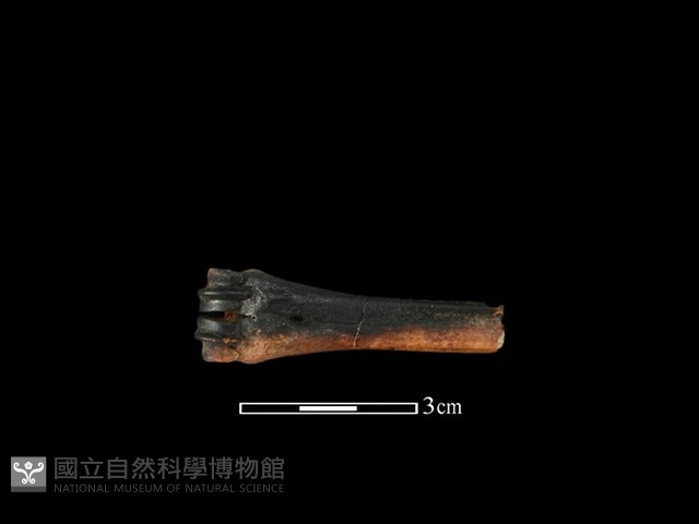 獐骨藏品圖，第1張