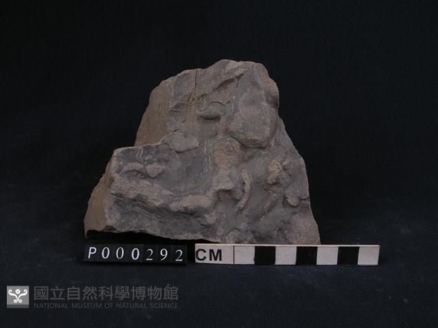 板岩/砂岩藏品圖，第1張