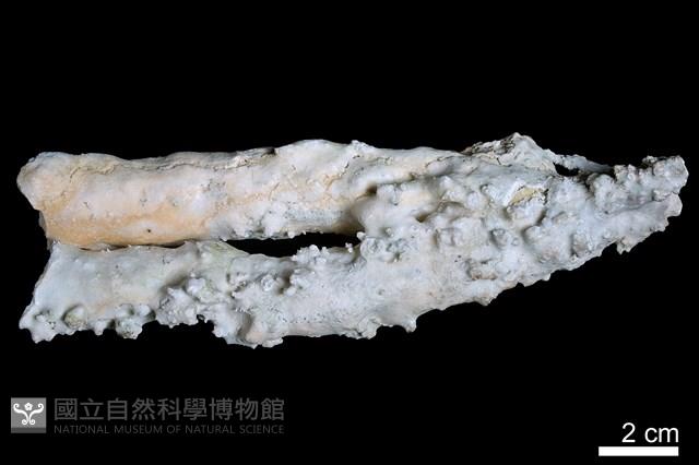 鐘乳石藏品圖，第1張