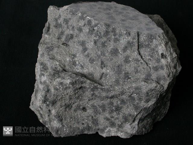 碎屑角礫岩藏品圖，第1張