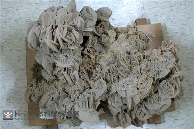 石膏藏品圖，第1張