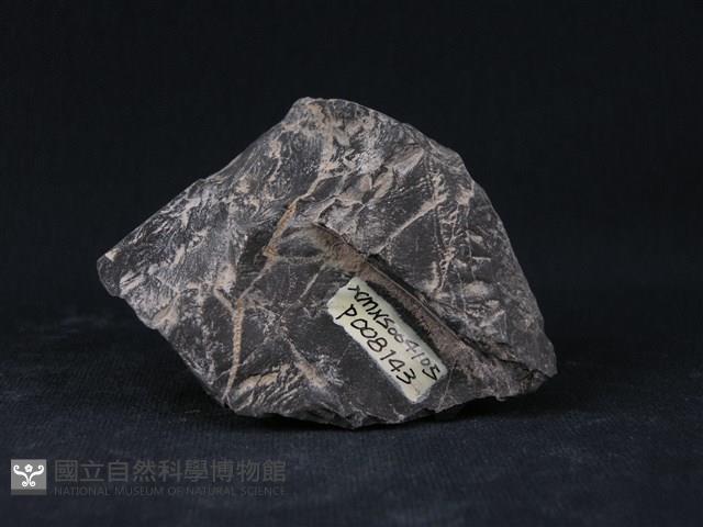 角頁岩藏品圖，第1張