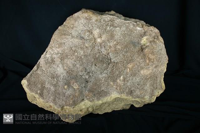 北投石藏品圖，第1張