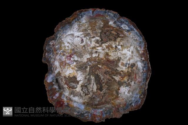 矽化木藏品圖，第1張