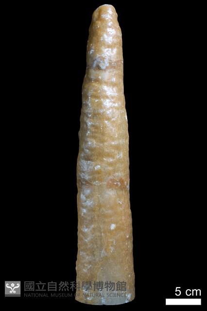 鐘乳石藏品圖，第6張