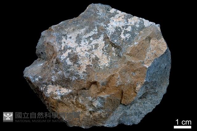 泥灰岩藏品圖，第1張