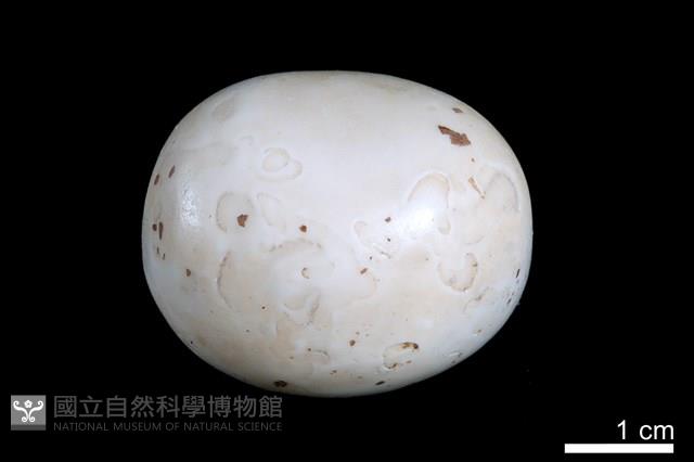 洞穴珍珠藏品圖，第1張