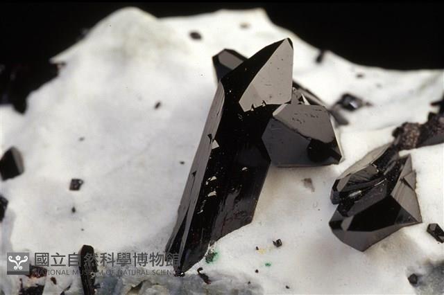 柱星葉石藏品圖，第1張