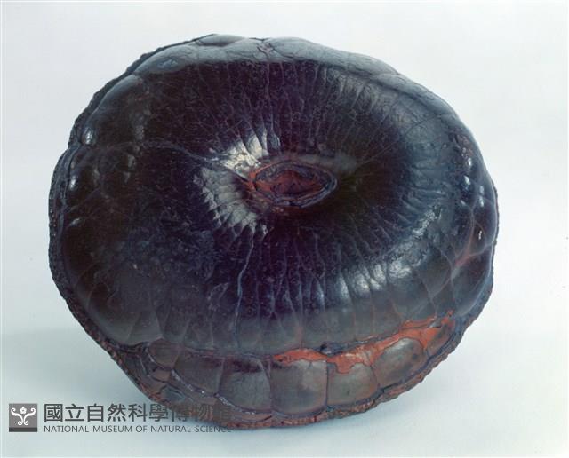 赤鐵礦藏品圖，第1張