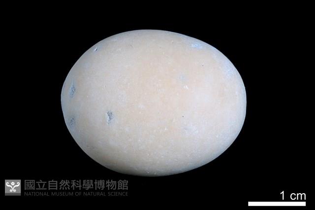 洞穴珍珠藏品圖，第1張