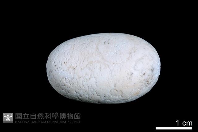 洞穴珍珠藏品圖，第1張