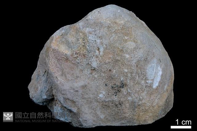 泥灰岩藏品圖，第1張