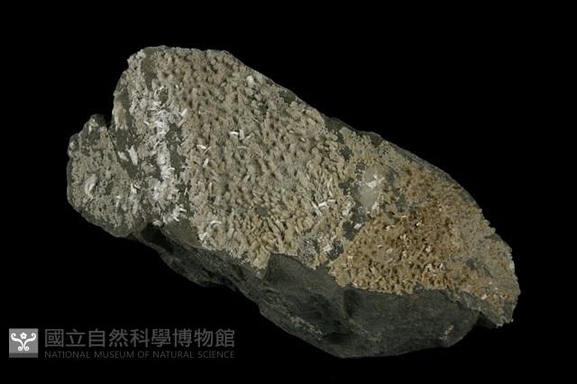 石膏藏品圖，第1張