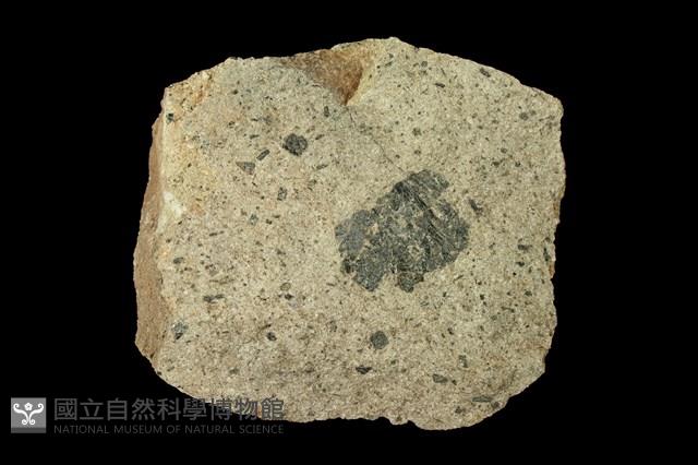 角閃石安山岩藏品圖，第1張