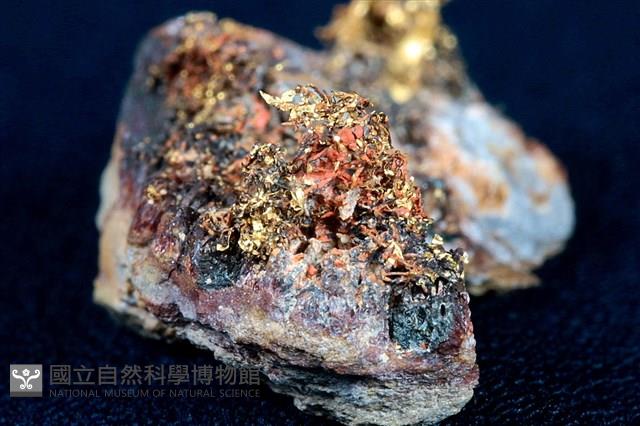 自然金藏品圖，第1張