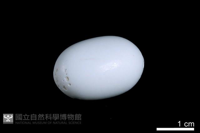 洞穴珍珠藏品圖，第1張
