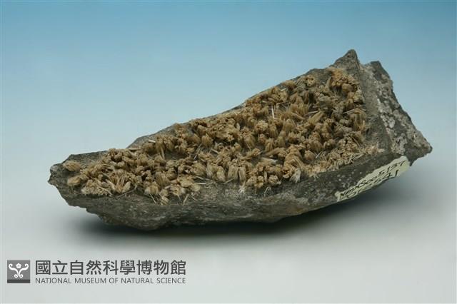 石膏藏品圖，第1張